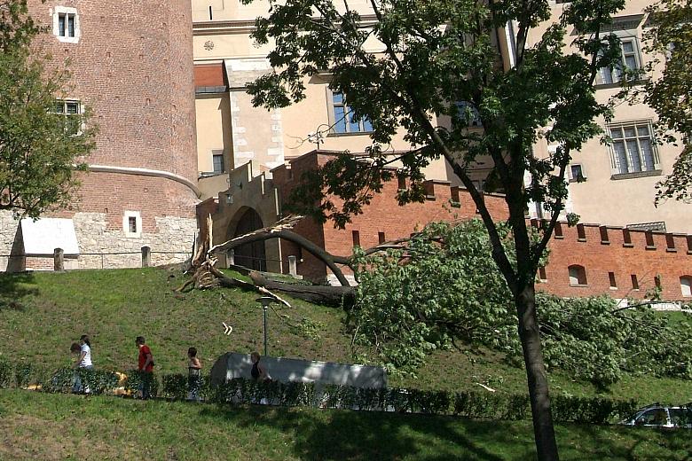 Wichura złamała drzewo rosnące u podnóża Baszty Senatorskiej.