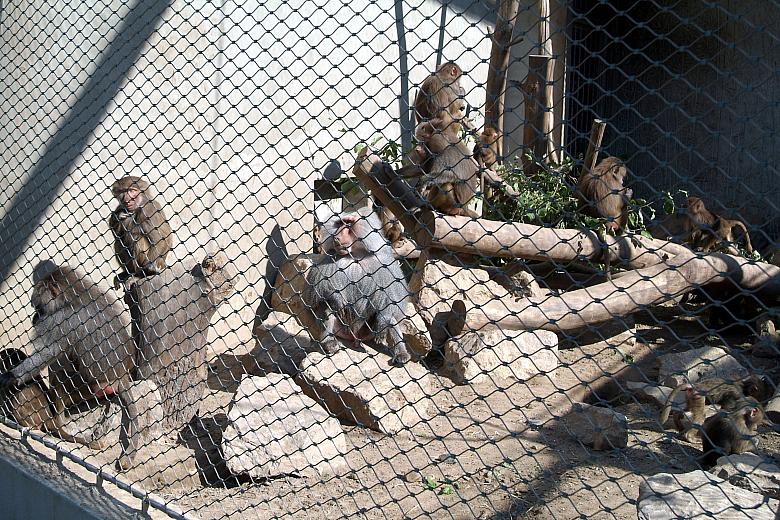 Pawiany płaszczowe w starożytnym Egipcie zajmowały wyjątkową pozycję, dziś ze smutkiem mogą tylko wspominać te dawne, dobre czas