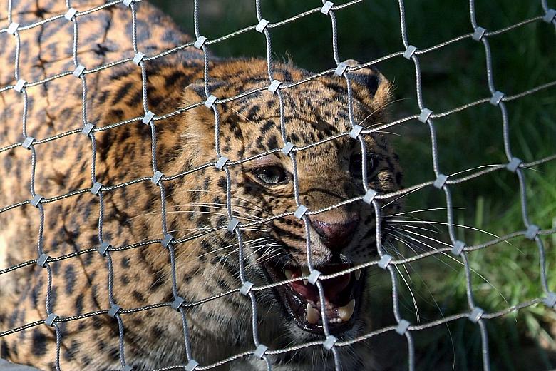 ... a także pantery chińskie.