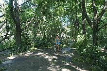 Alejki na Plantach zabarykadowały zerwane gałęzie. 