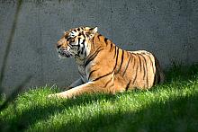 Otwarcie "tygrysiarni" w krakowskim ZOO