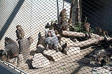 Pawiany płaszczowe w starożytnym Egipcie zajmowały wyjątkową pozycję, dziś ze smutkiem mogą tylko wspominać te dawne, dobre czas