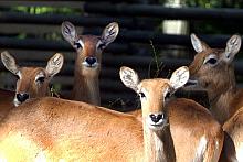 Tak zwane "jeleniowate" zawsze budzą sympatię zwiedzających.