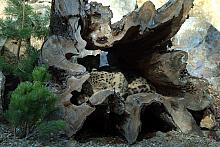 Stary pień może być świetnym miejscem do drzemki...