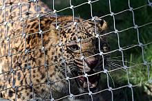 ... a także pantery chińskie.