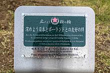 Uroczyste sadzenie drzew wiśni sakura – daru stowarzyszenia Gifu Sakura no Kai i miasta Gifu