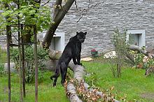 Otwarcie pawilonu dla kotów ciepłolubnych w Miejskim Parku i Ogródzie Zoologicznym