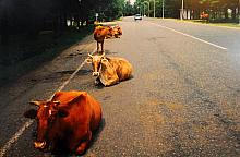 Wernisaż wystawy „1 rower, 77 dni, 9042 km, 8 państw”