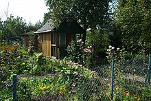 Który Tulipan ma już 50 lat?