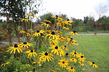 Dzień Działkowca w Rodzinnym Ogrodzie Działkowym „Tulipan”